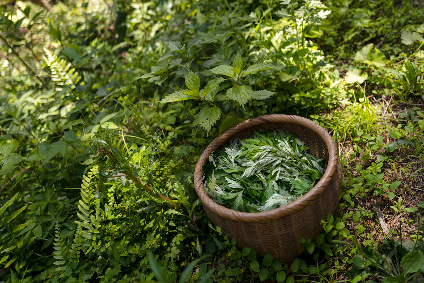 薬草